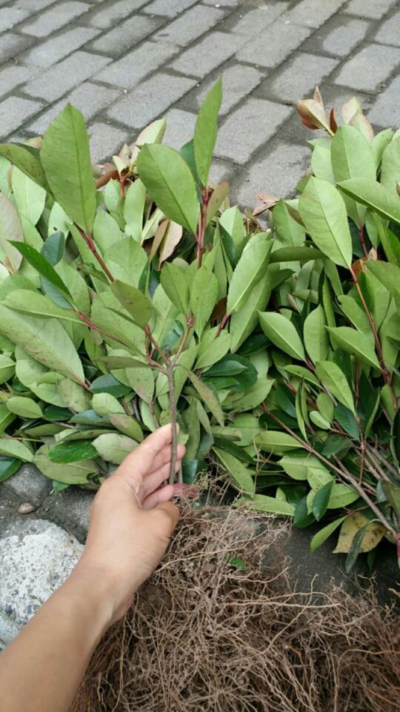 红叶石楠