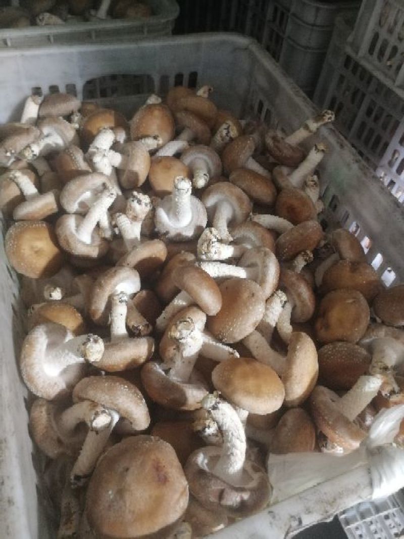 鲜香菇