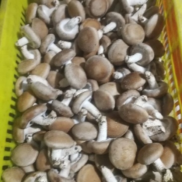 鲜香菇
