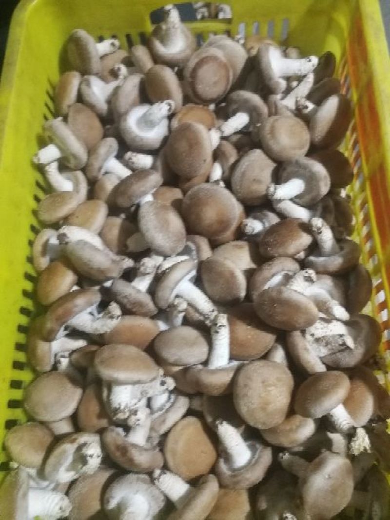 鲜香菇