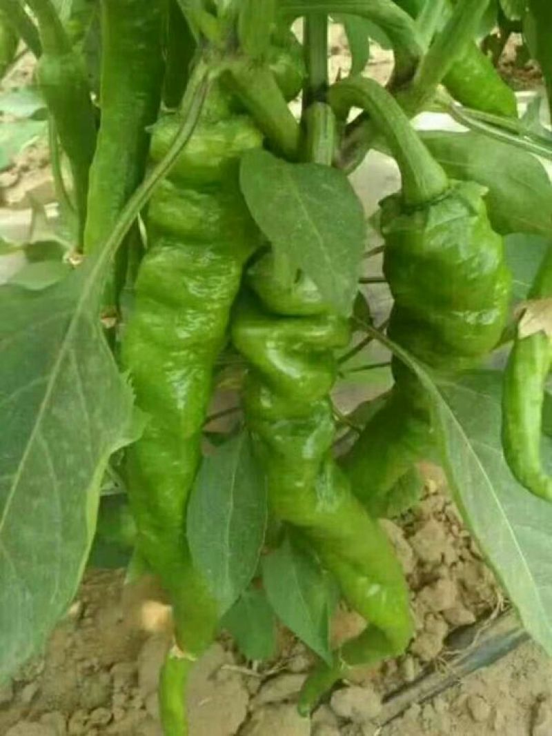 鲜辣椒质量杠杠的