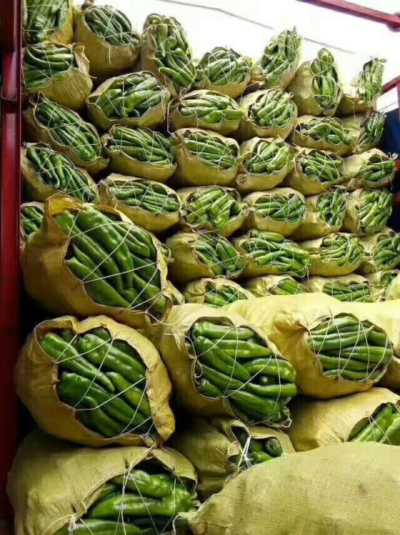 鲜辣椒质量杠杠的