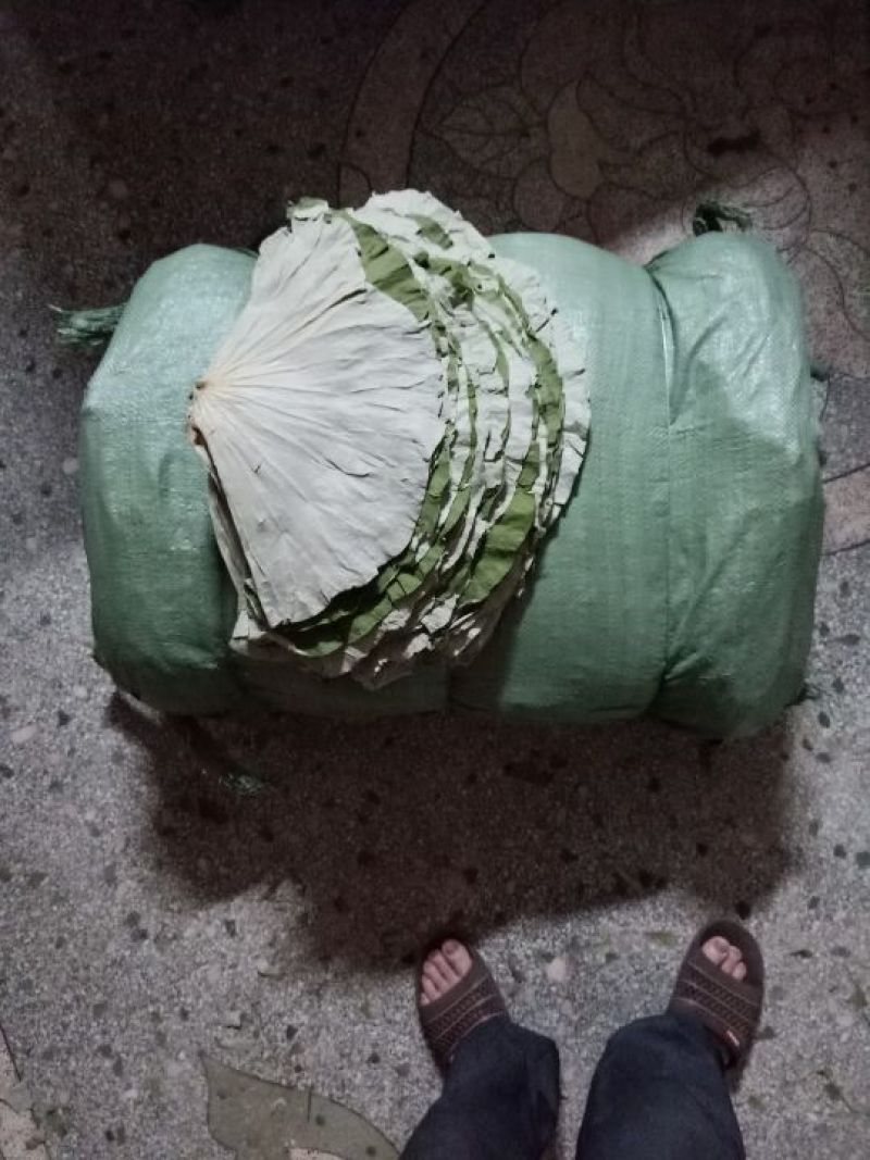 干荷叶(大叶R≥25公分)(一件50斤起批)