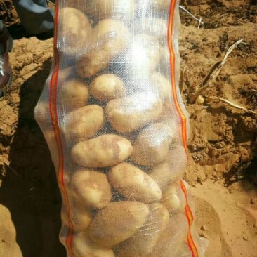 土豆上市了大量供应沙地土豆产地直发可视频看货