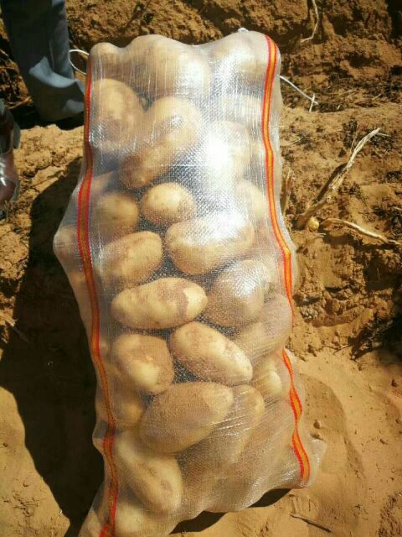 土豆上市了大量供应沙地土豆产地直发可视频看货