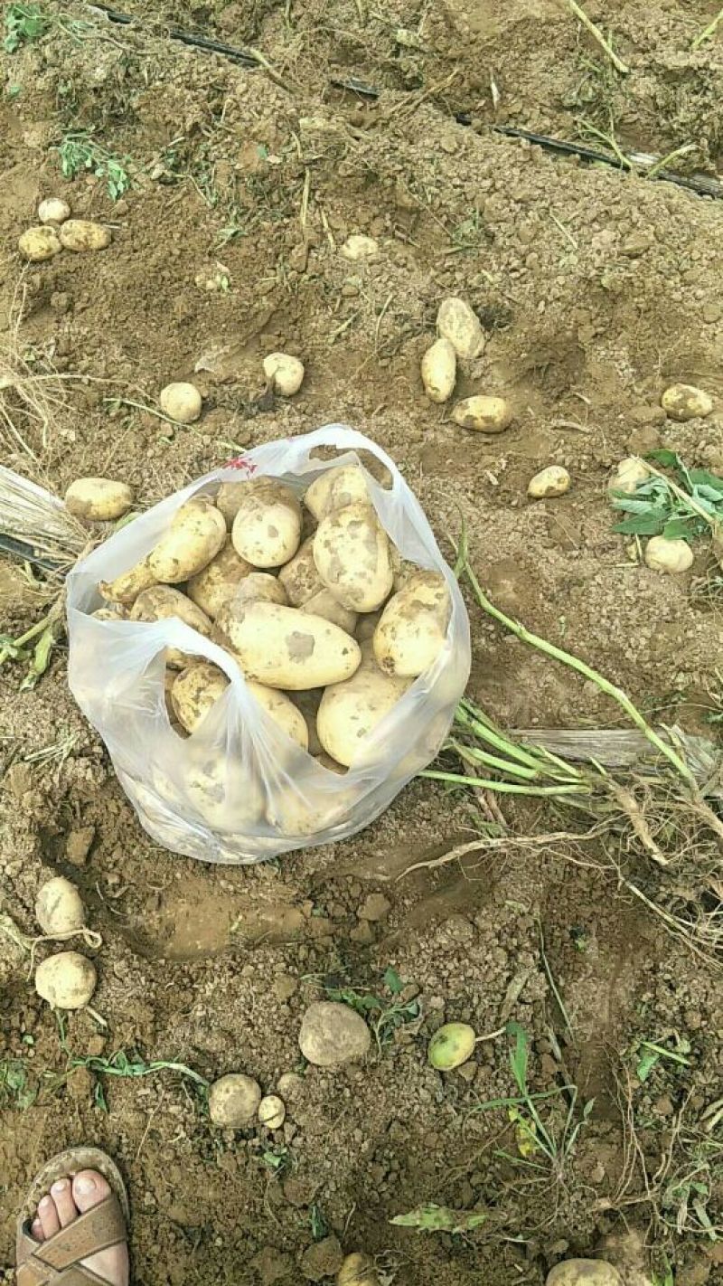 土豆上市了大量供应沙地土豆产地直发可视频看货