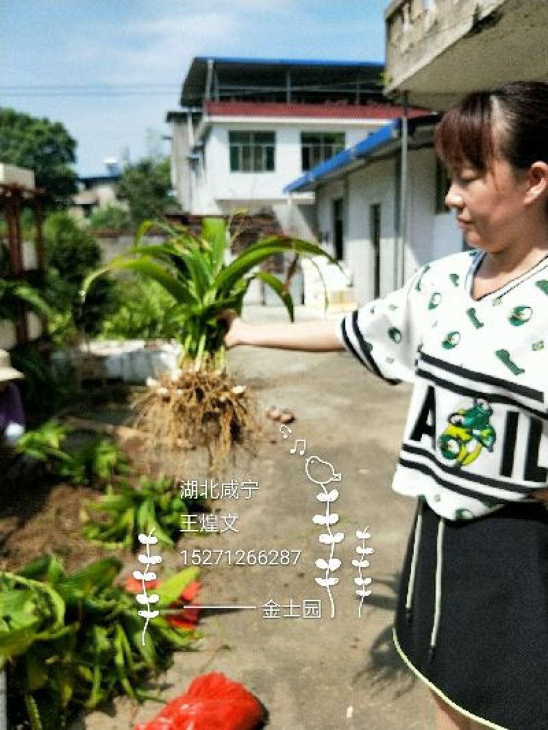名贵白芨黄精种苗，价位超低的药材