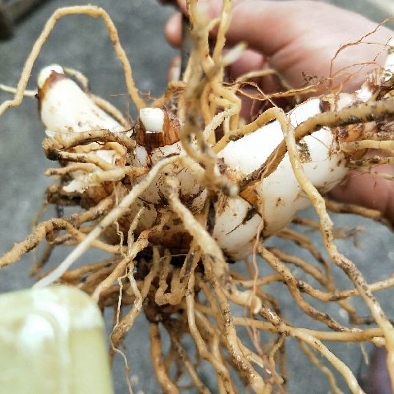 名贵白芨黄精种苗，价位超低的药材