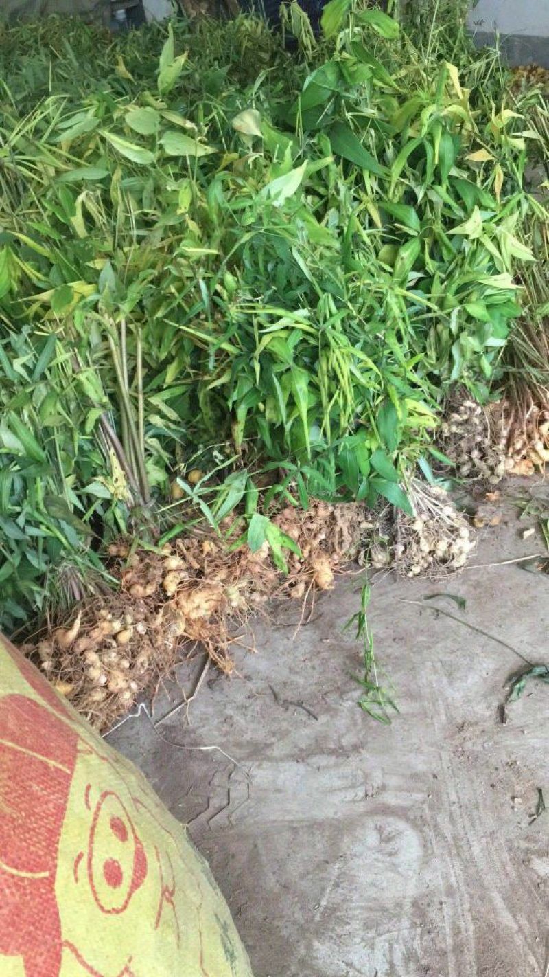名贵白芨黄精种苗，价位超低的药材