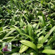 名贵白芨黄精种苗，价位超低的药材