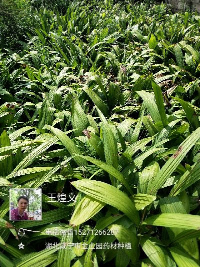 名贵白芨黄精种苗，价位超低的药材