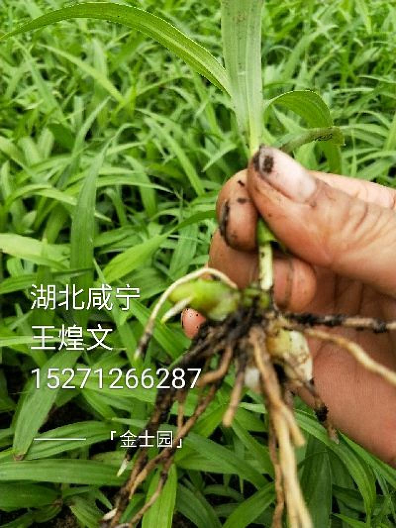 名贵白芨黄精种苗，价位超低的药材