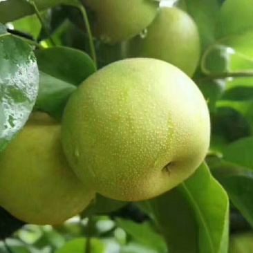 翠冠梨、黄花梨