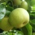 翠冠梨、黄花梨
