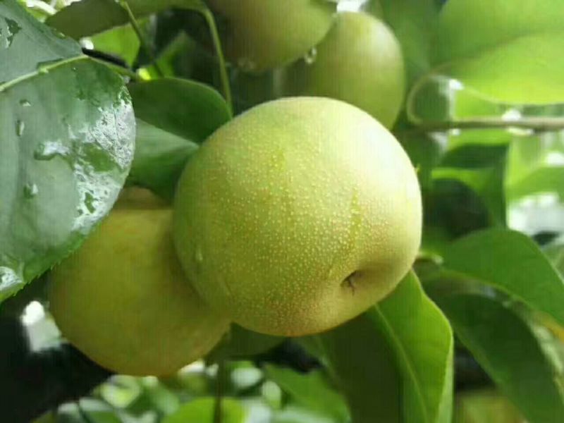 翠冠梨、黄花梨