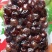 新疆伊犁树上干杏杏干