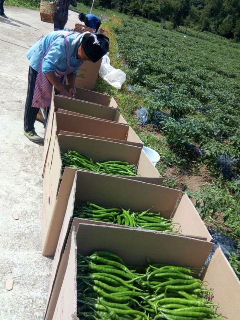 无公害辣椒