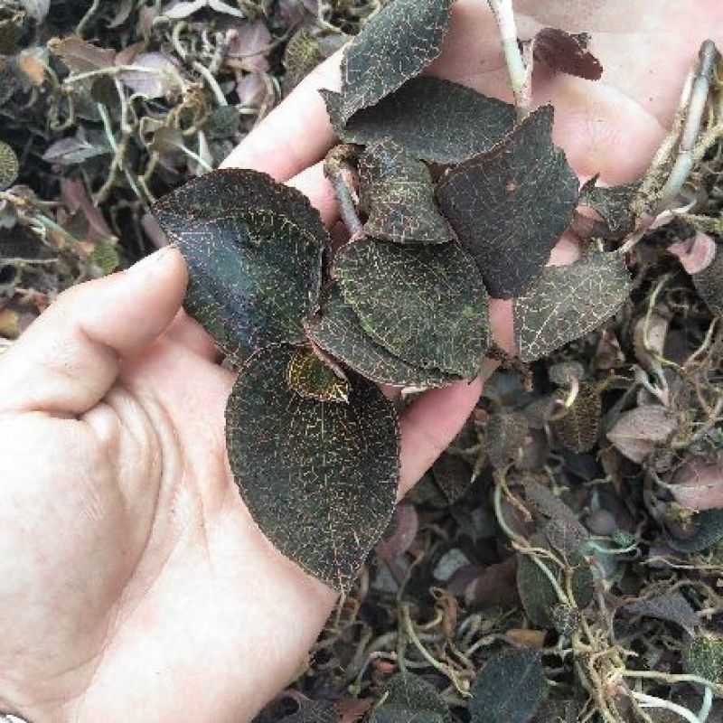 广西金线莲云南金线莲福建都有