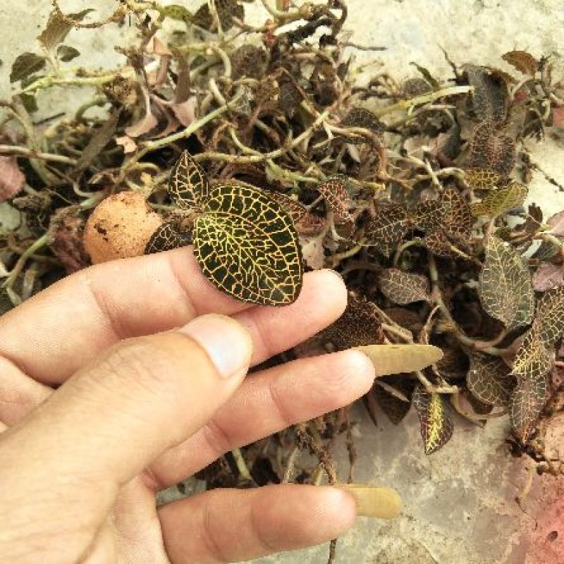 广西金线莲云南金线莲福建都有