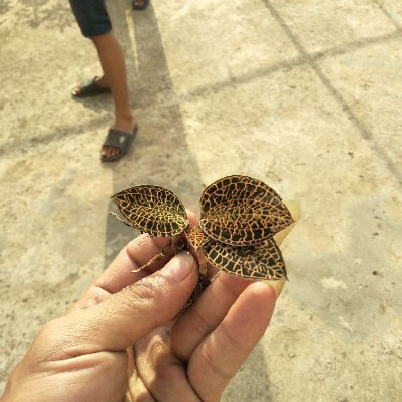 广西金线莲云南金线莲福建都有