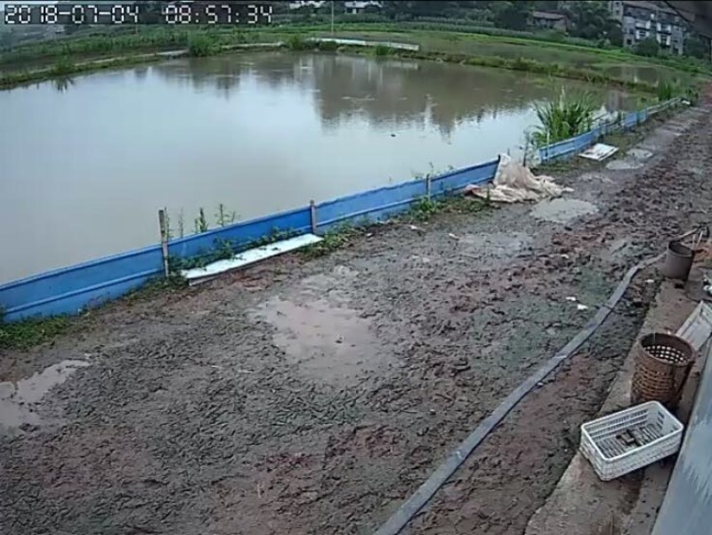 池鲤鱼1~2公斤