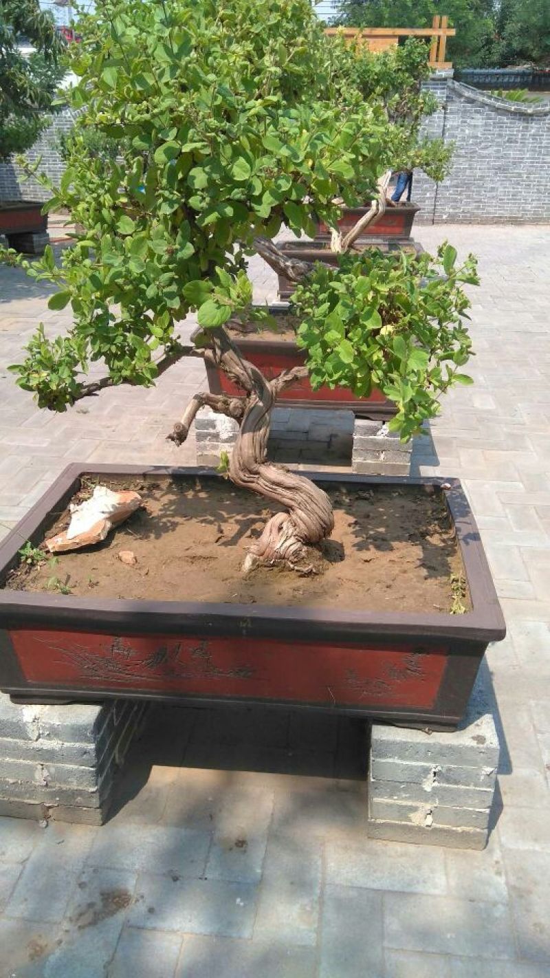 金银花盆景树精品金银花老桩树桩造型优美
