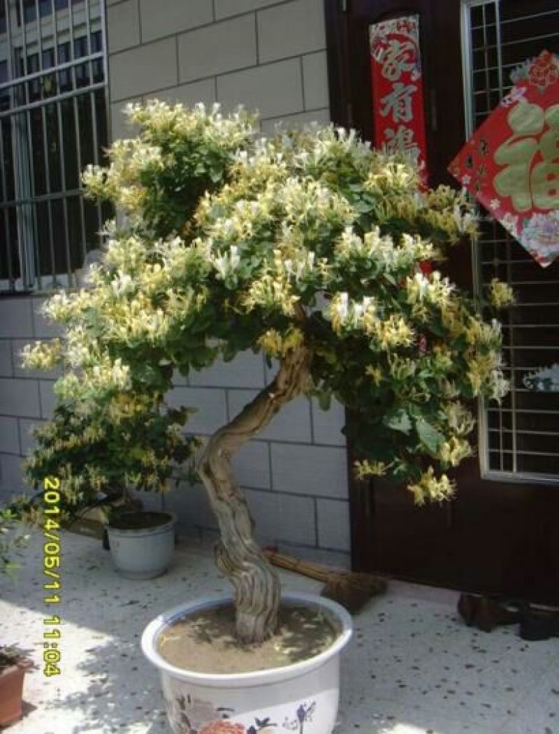 金银花盆景树精品金银花老桩树桩造型优美