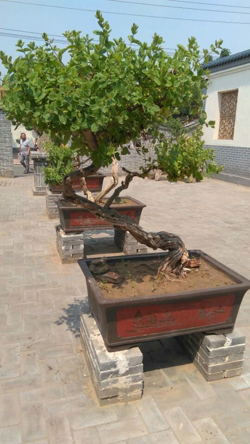 金银花盆景树精品金银花老桩树桩造型优美