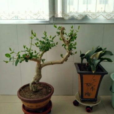 金银花盆景树精品金银花老桩树桩造型优美
