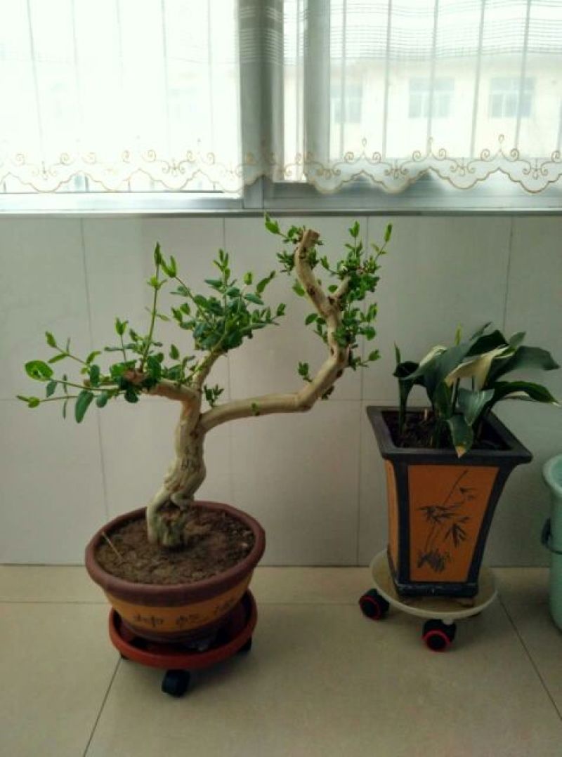 金银花盆景树精品金银花老桩树桩造型优美
