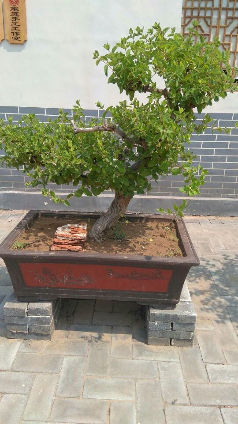 金银花盆景树精品金银花老桩树桩造型优美