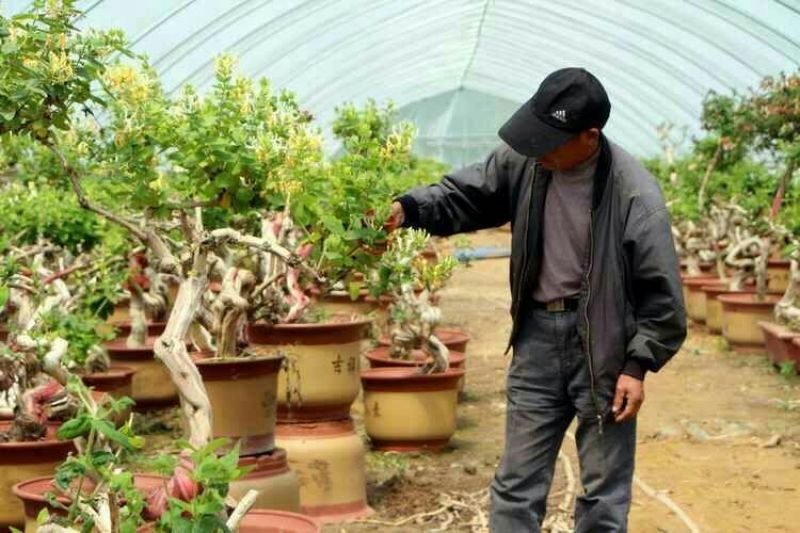 金银花盆景树精品金银花老桩树桩造型优美