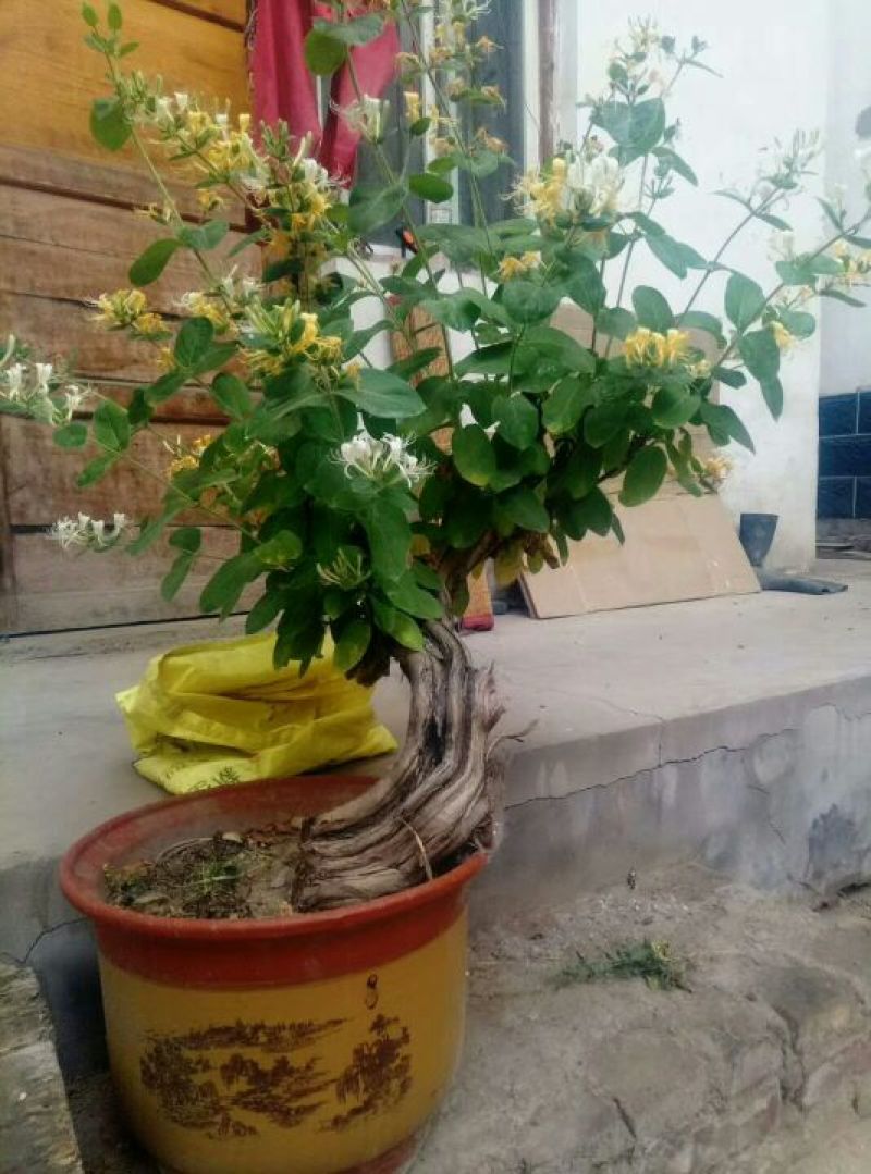 金银花盆景树精品金银花老桩树桩造型优美