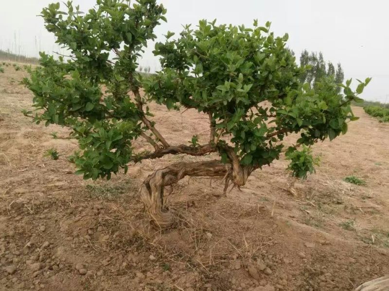 金银花盆景树精品金银花老桩树桩造型优美