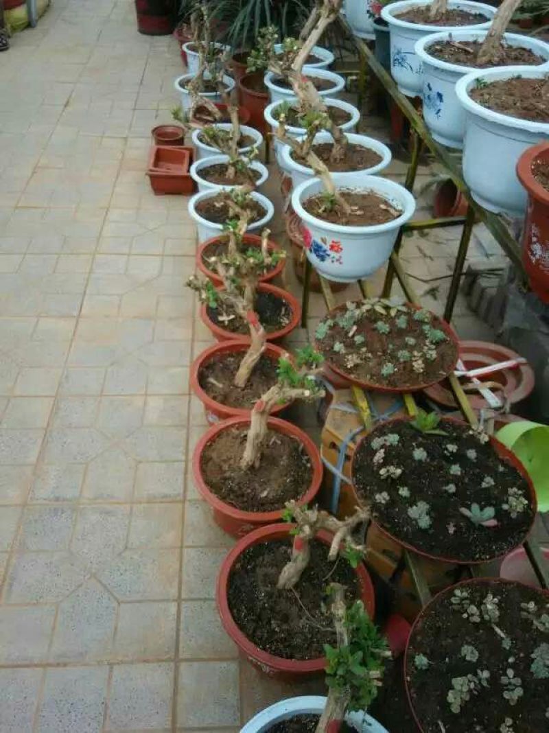 金银花盆景树精品金银花老桩树桩造型优美