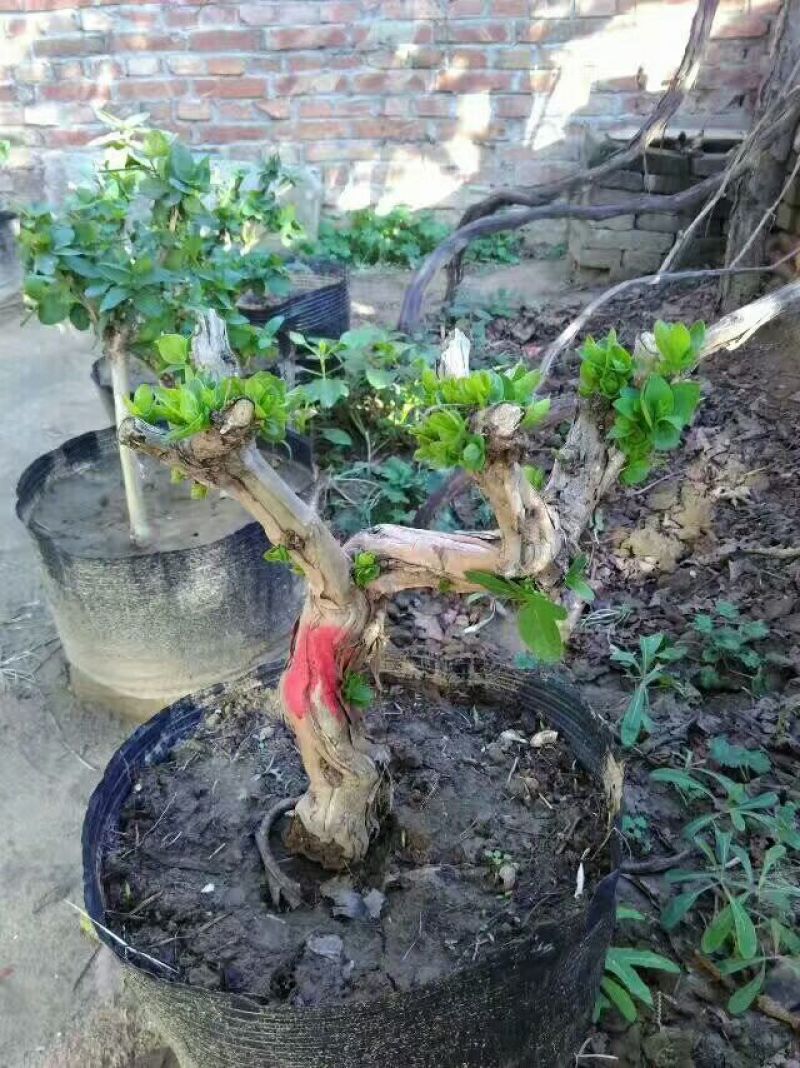 金银花盆景树精品金银花老桩树桩造型优美