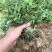 组培脱毒吉塞拉砧木苗6号Y1杯苗穴盘苗现挖现发