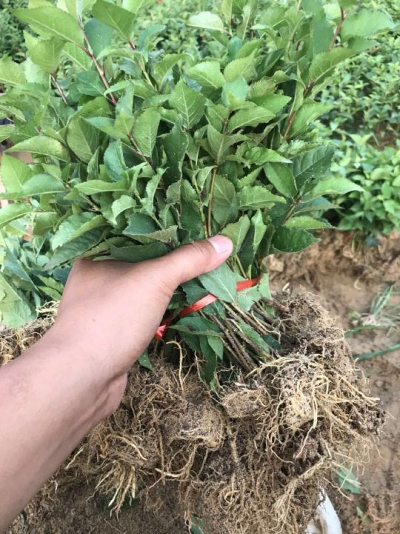 组培脱毒吉塞拉砧木苗6号Y1杯苗穴盘苗现挖现发