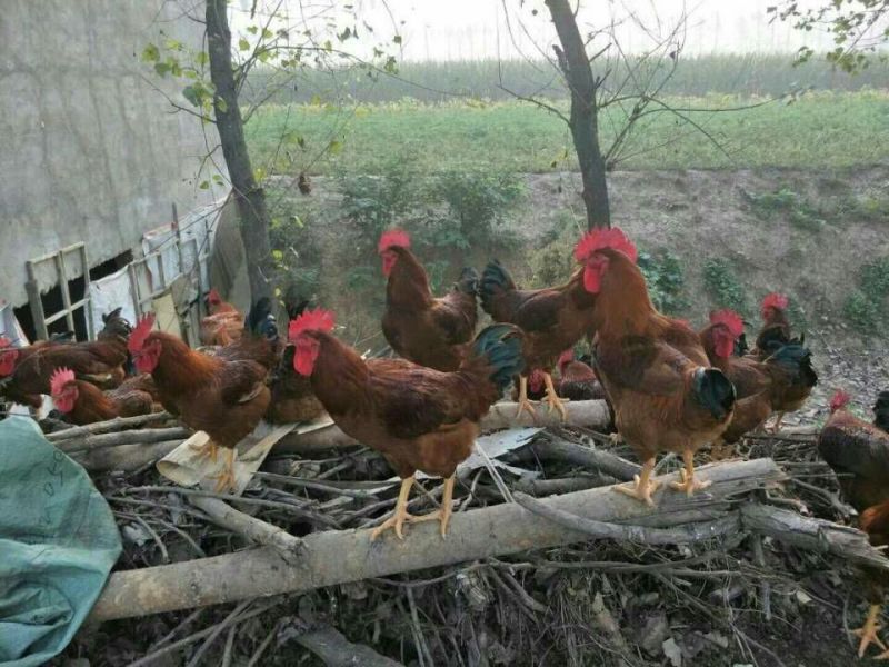 土鸡苗
