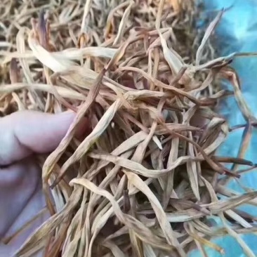 黄花菜