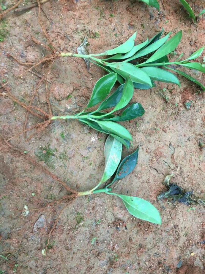 非洲茉莉