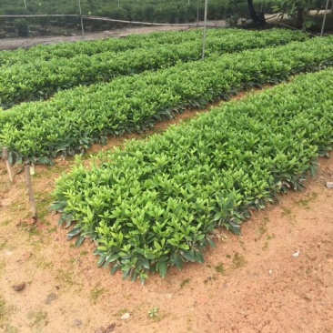 非洲茉莉
