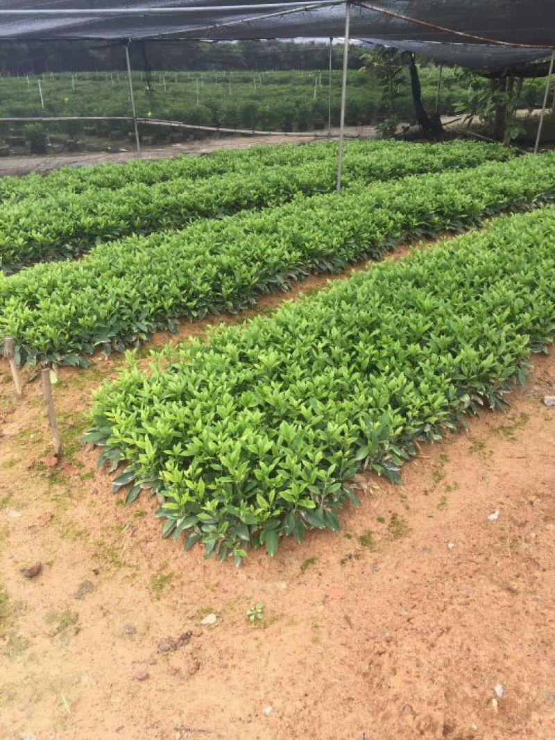 非洲茉莉