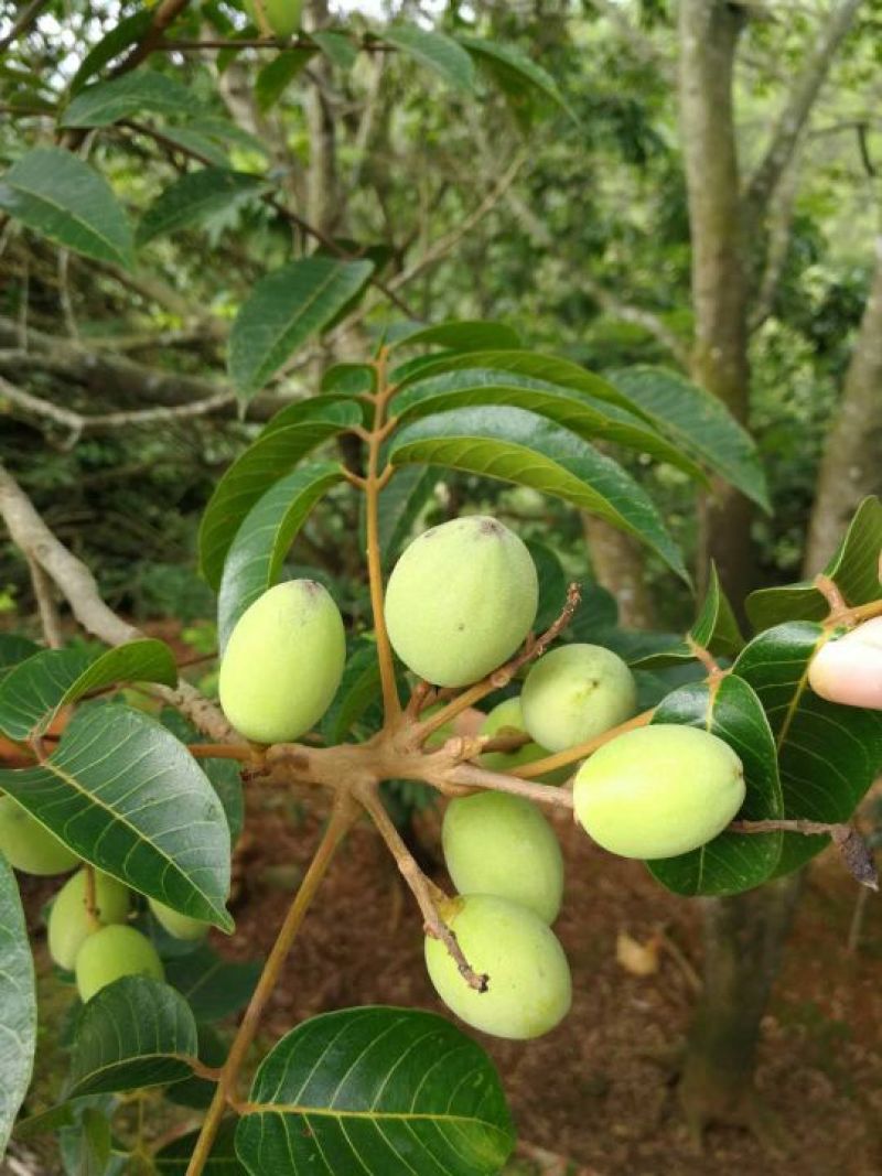 橄榄果，颜色金黄，有点黑班，纯生态，无农药残留
