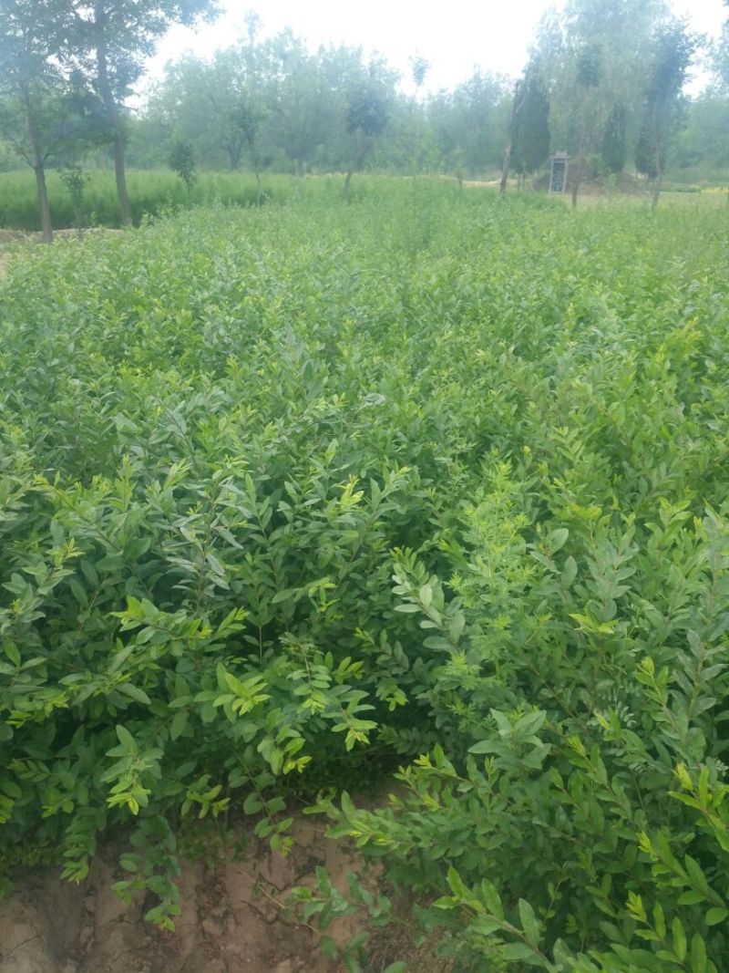 丛生丁香，丛生:东北连翘，水腊。