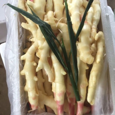 红芽姜大量供应