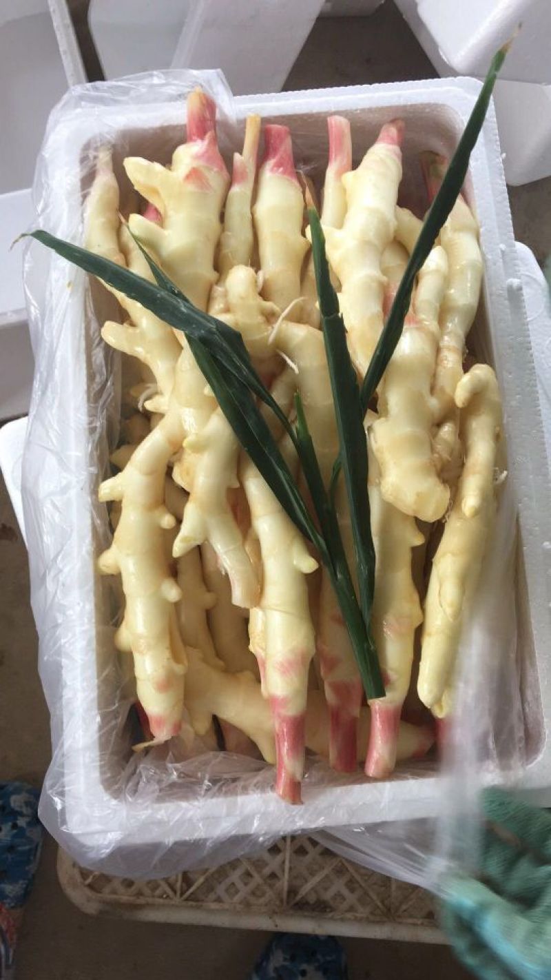 红芽姜大量供应