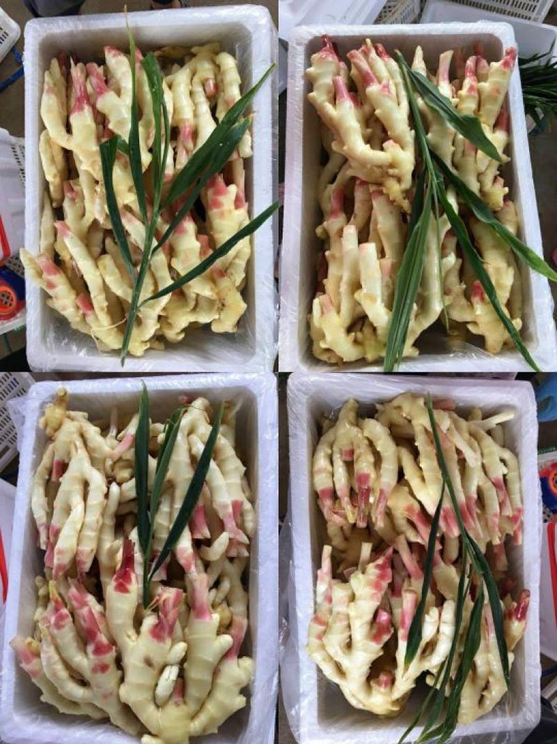 红芽姜大量供应