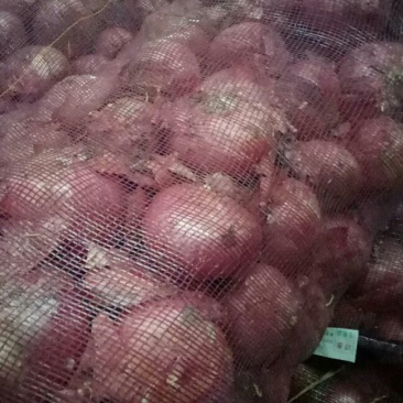 红皮洋葱