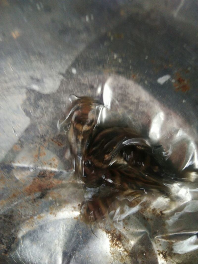 黄颡鱼苗